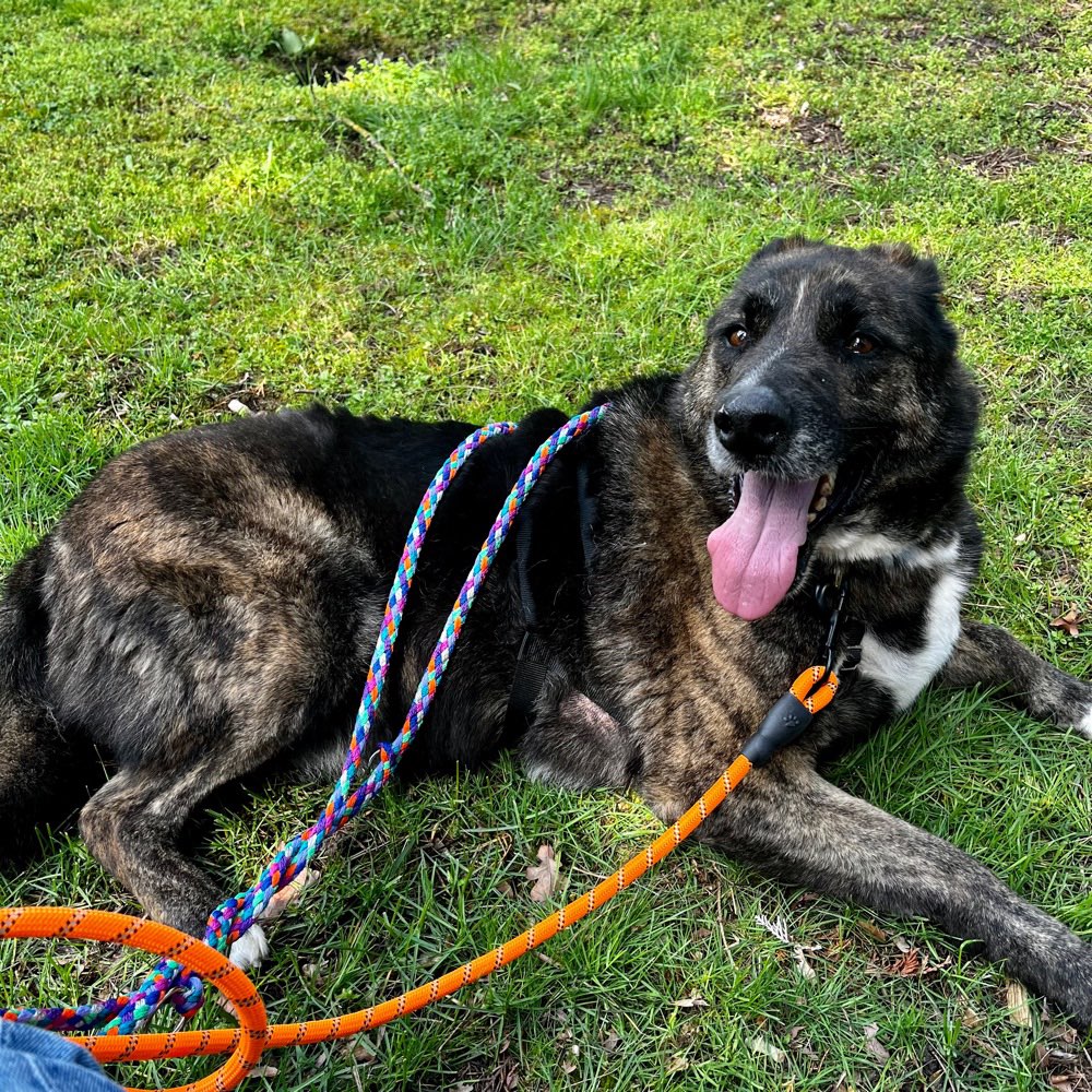 Hundetreffen-Chilliger Gassipartner für unsicheren Hund-Profilbild