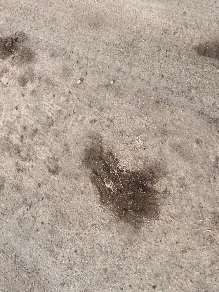 Giftköder-Weißes Granulat auf Feldweg-Profilbild