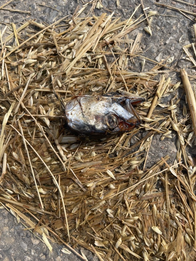 Giftköder-Giftköder abgetrennter Fischkopf-Profilbild