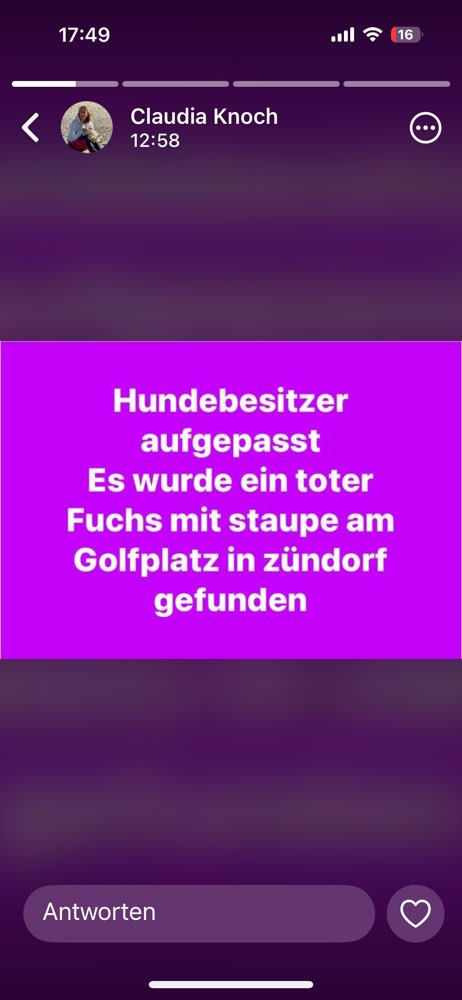 Giftköder-Toter Fuchs mit Staupeinfektion-Profilbild