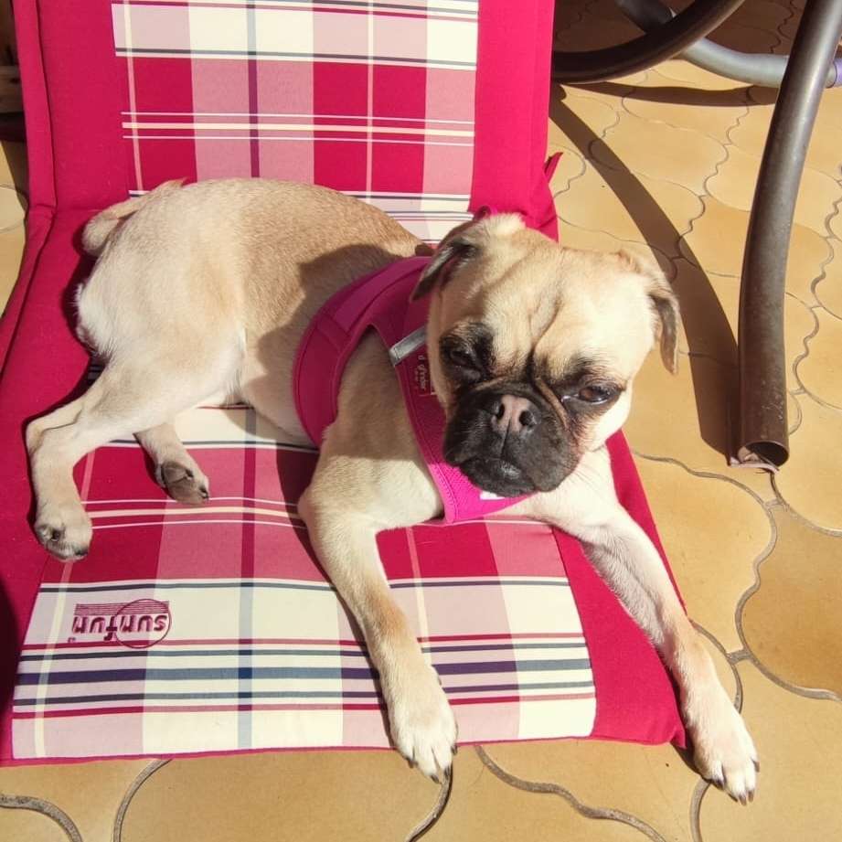 Hundetreffen-Bonn und Umgebung-Profilbild