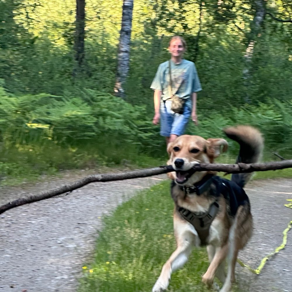 Hundetreffen-Hütehunde als Spielpartner gesucht-Profilbild