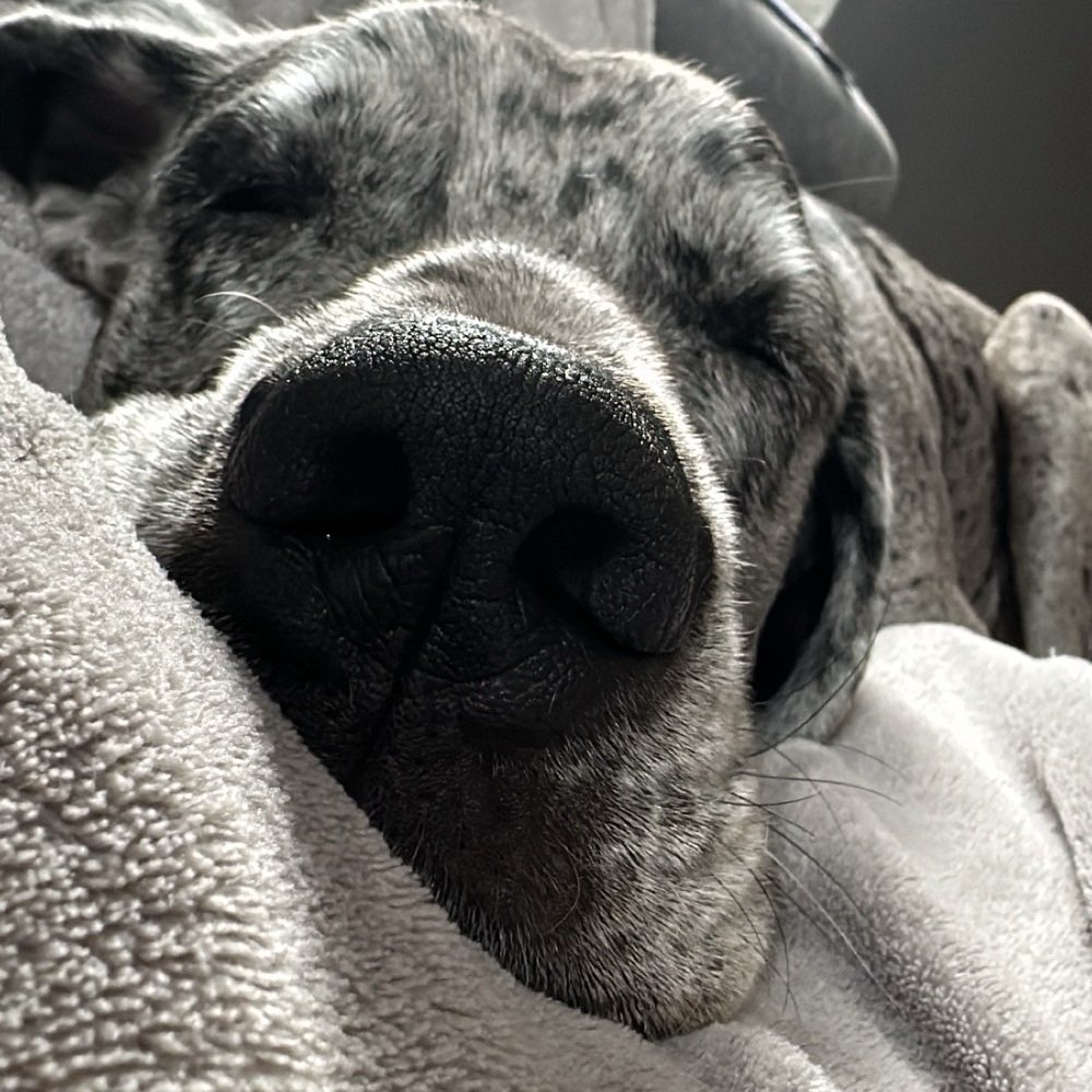 Hundetreffen-GASSITREFFEN-Profilbild