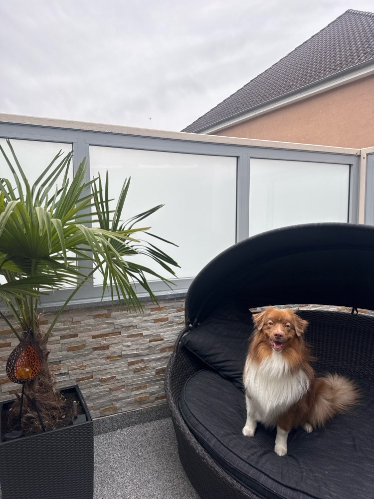 Hundetreffen-Suche Aussies für einen schönen Spaziergang und zum Spielen 🥰-Profilbild