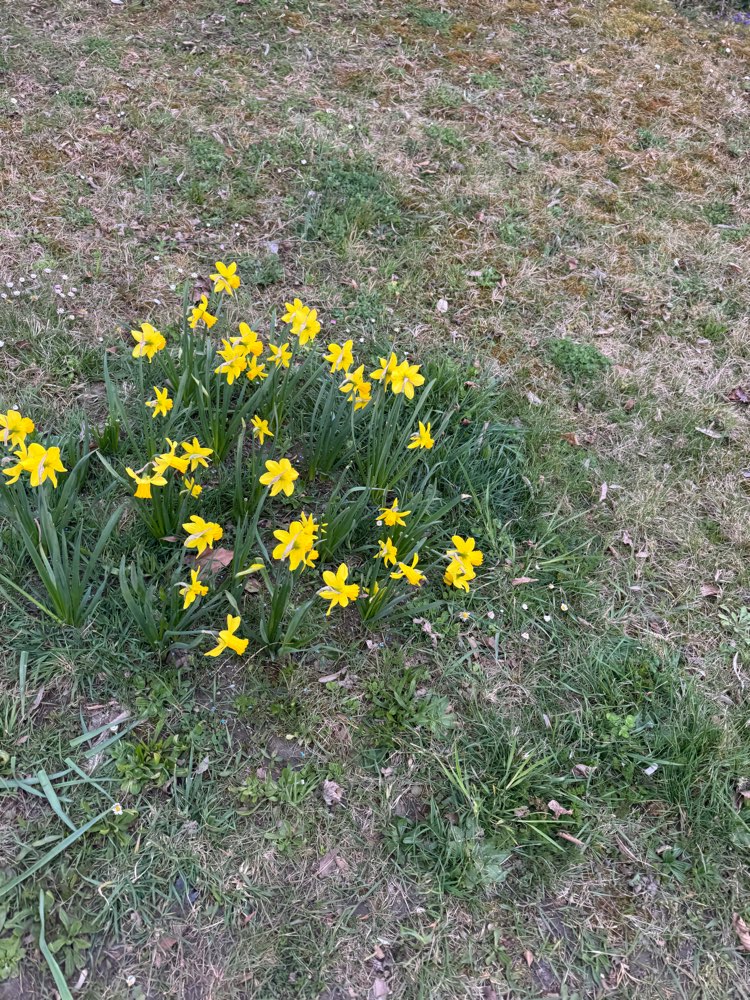 Giftköder-Blaukorn-Profilbild