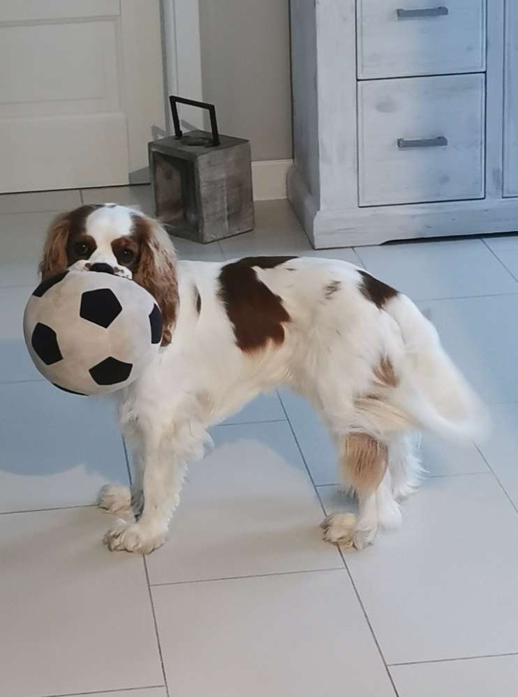 Hundetreffen-Gassi- u. Spielrunde-Profilbild