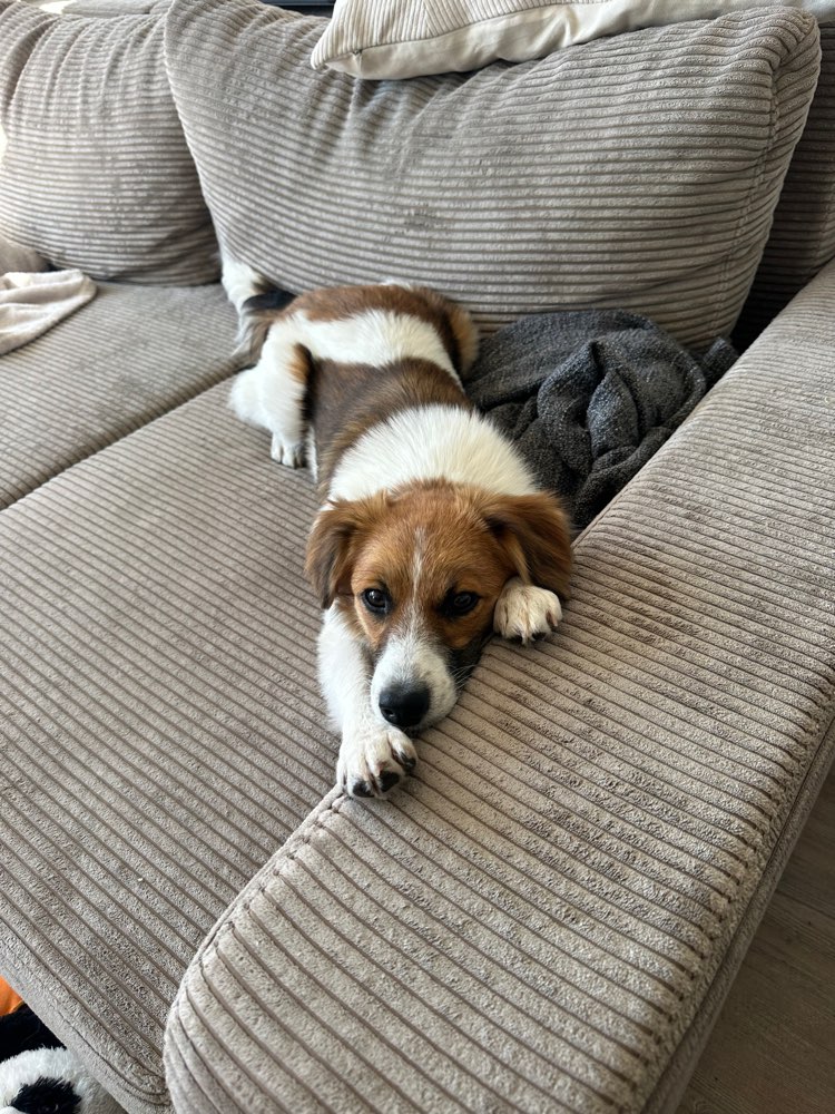 Hundetreffen-Hundesitterin gesucht-Profilbild