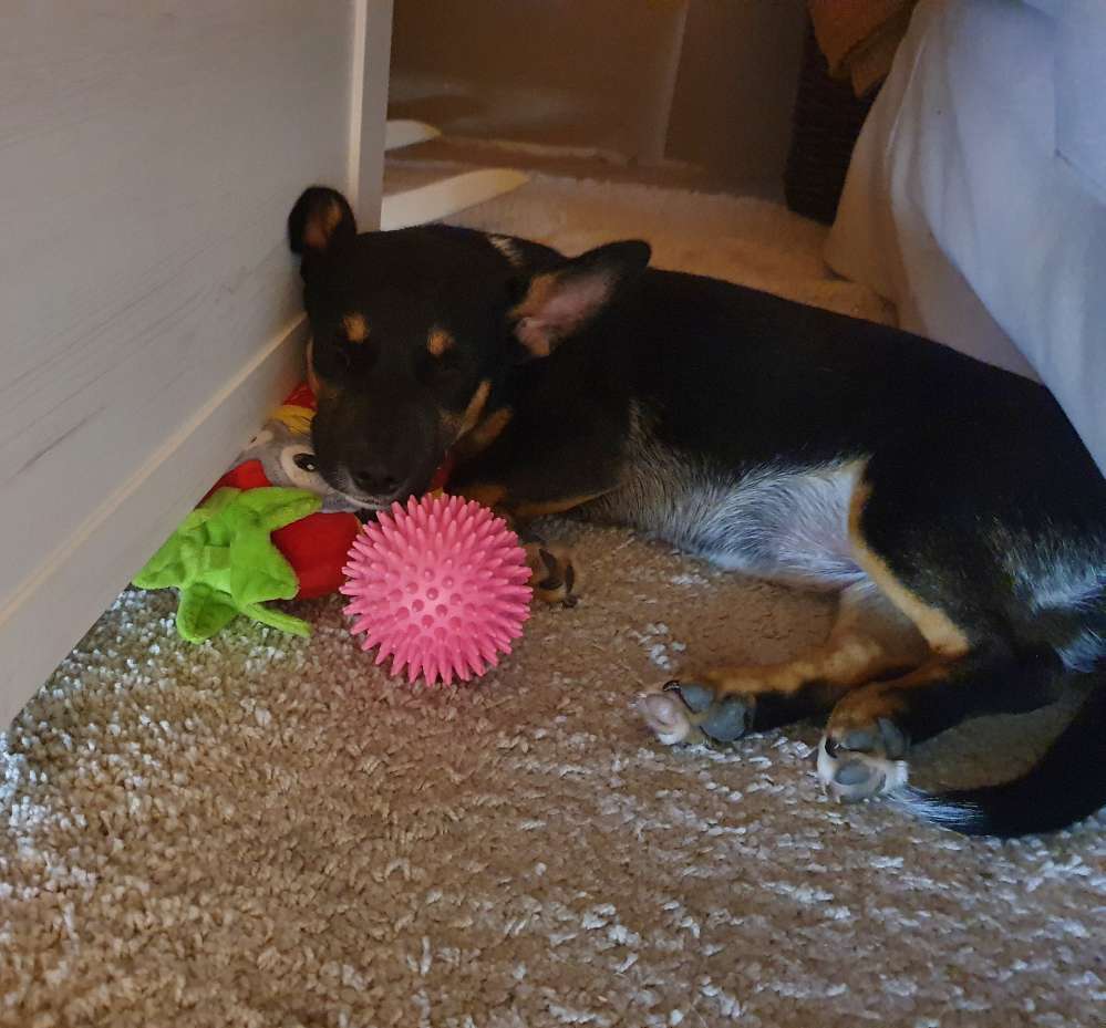 Hundetreffen-Welpen/Jungunternehmer kleine Hunde-Profilbild