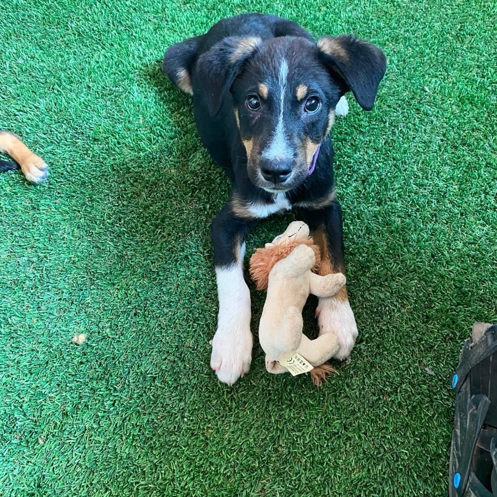 Hundetreffen-Spielen und spazieren-Profilbild