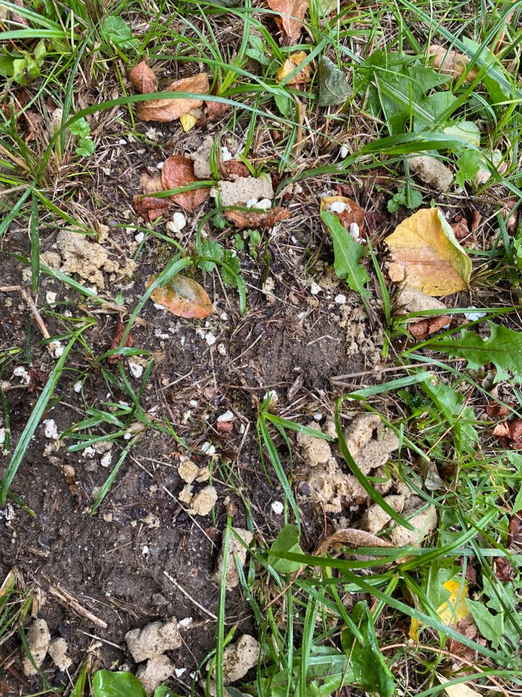 Giftköder-Futter mit evtl. Tabletten im Barni-Profilbild
