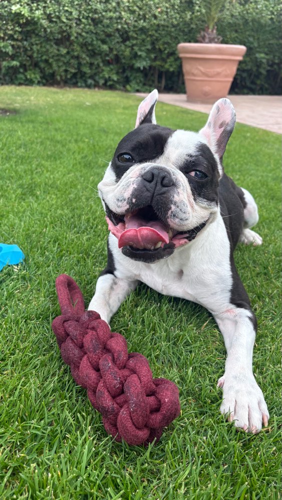 Hundetreffen-Hundekumpel für Mr.Bean gesucht 🐾-Profilbild
