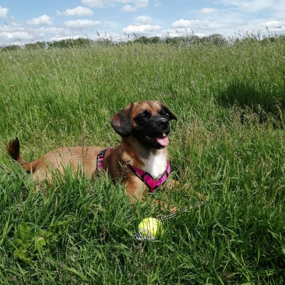 Hundetreffen-Gassirunde und Spielpartner in Schönebeck-Profilbild