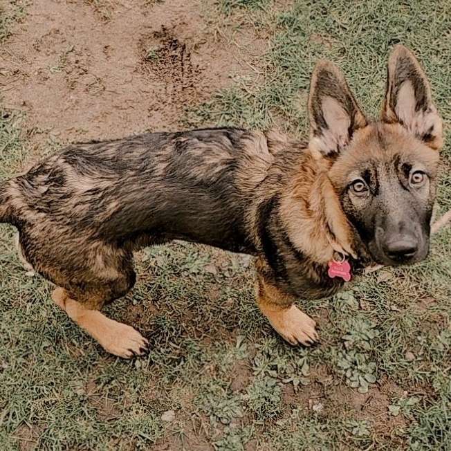 Hundetreffen-Spiel- & Gassi Treffen-Profilbild