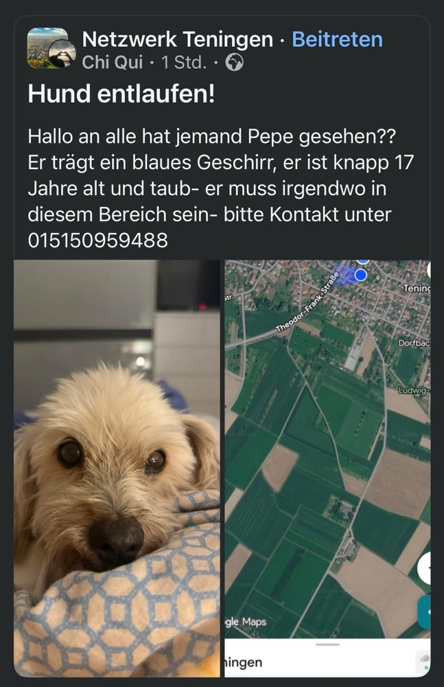Suchmeldung-Pepe-Profilbild
