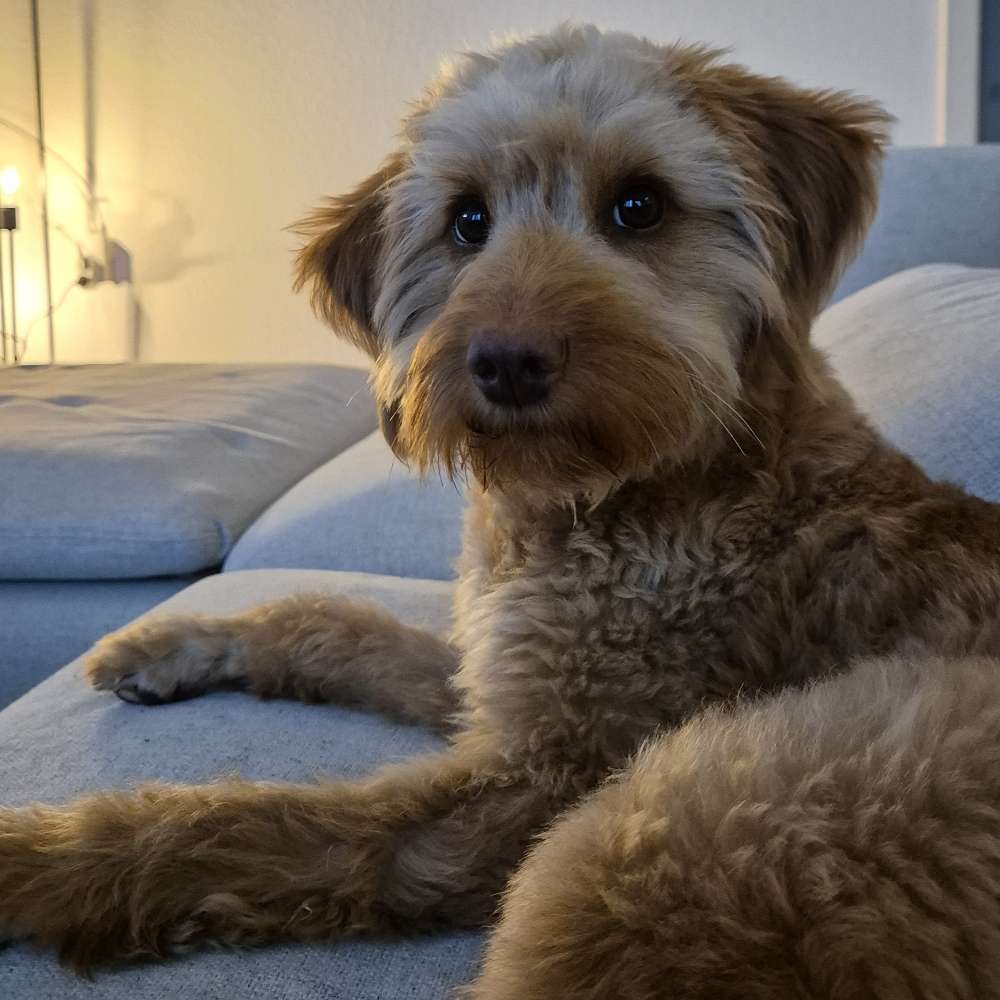 Hundetreffen-Emma sucht Spielkameraden-Profilbild