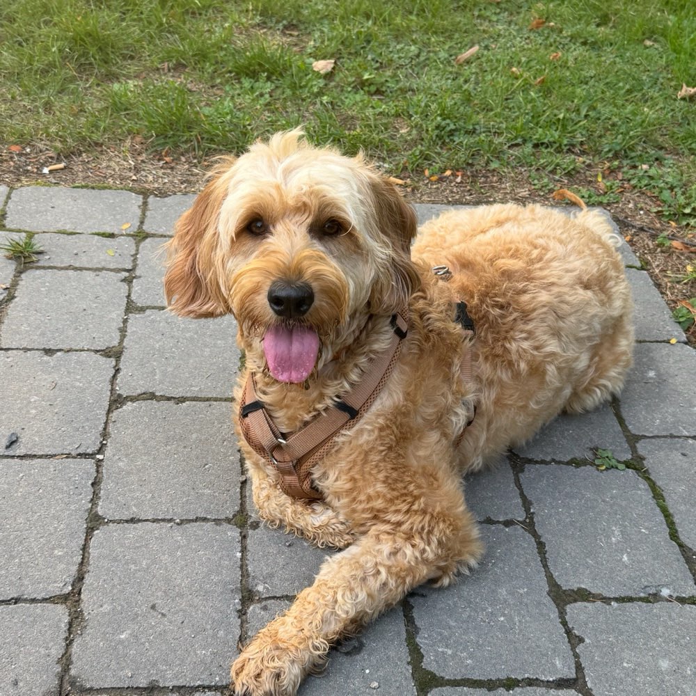 Hundetreffen-Suche Hunde für angeleitete Hundebegegnungen-Profilbild