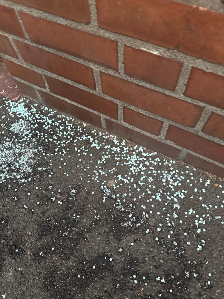 Giftköder-Rattengift-Profilbild