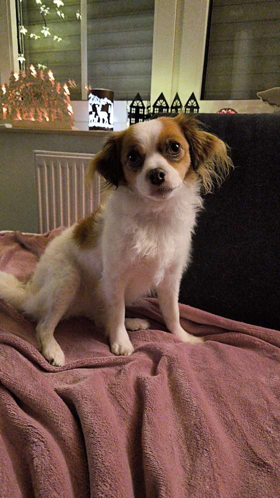 Hundetreffen-Gassirunde-Profilbild