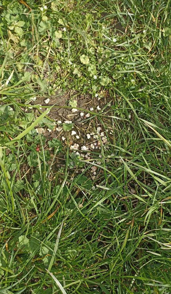 Giftköder-Eventuell Rattengift-Profilbild