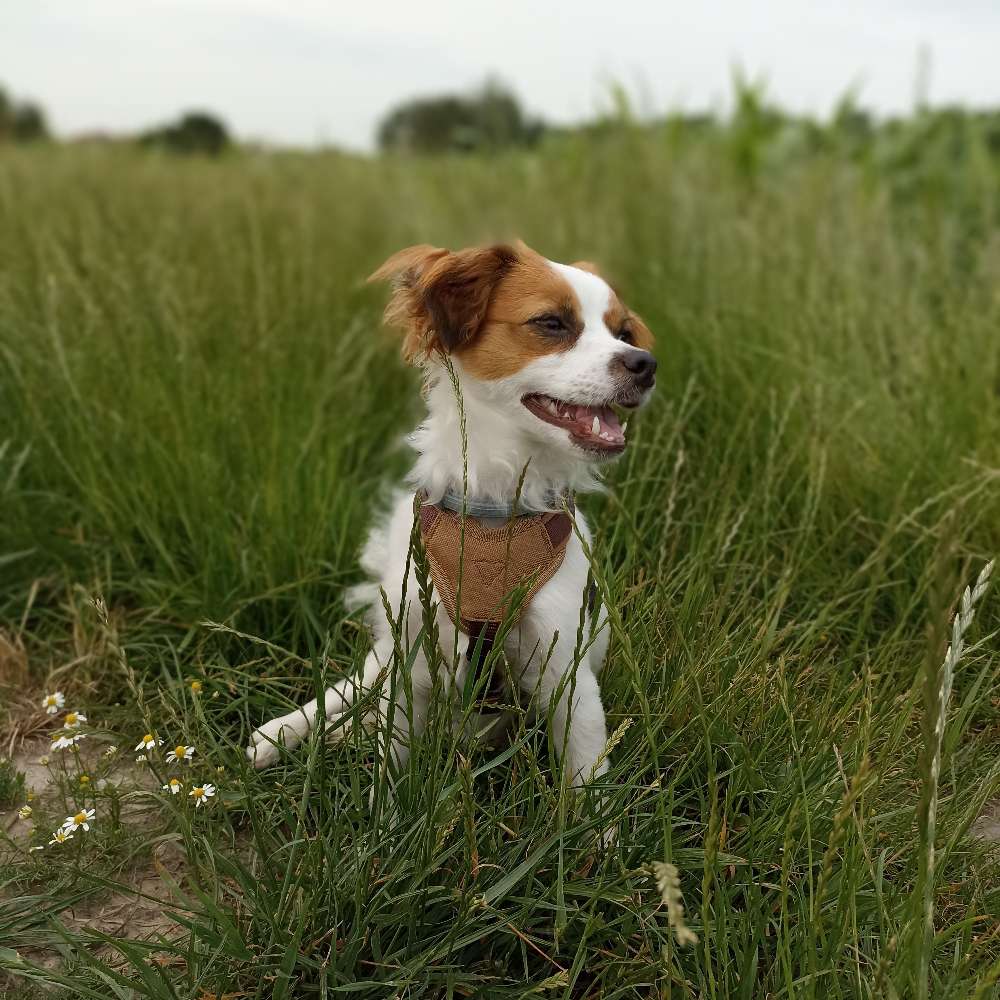 Hundetreffen-Hunde Freund bzw.Freundin gesucht in der näheren Umgebung-Profilbild