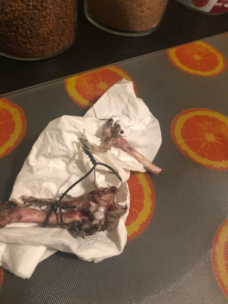 Giftköder-Drahtköder-Profilbild