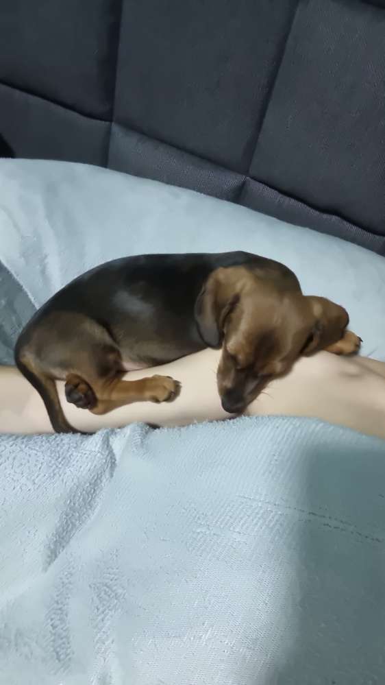 Hundetreffen-Kleiner Welpe sucht Spielkameraden-Profilbild