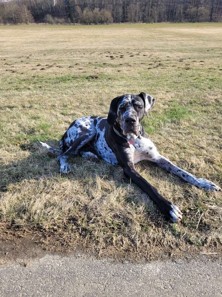 Hundetreffen-Spieltreffen-Profilbild