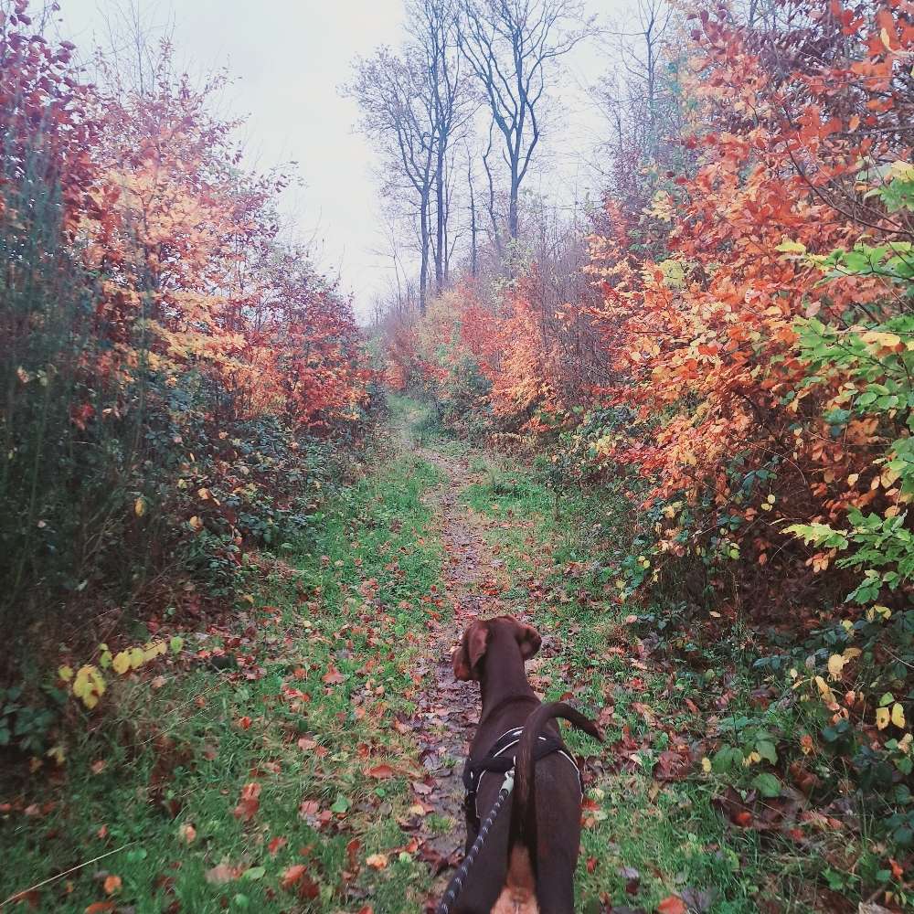 Hundetreffen-Spaziergänge in der nähe Sulzbach-Profilbild