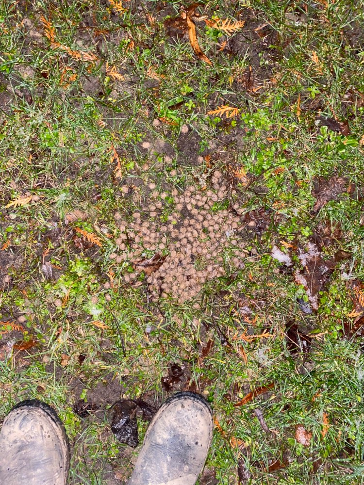 Giftköder-Evtl. Giftköder-Profilbild