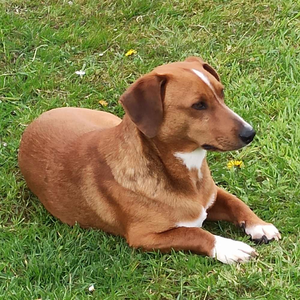 Hundetreffen-Gassirunden und Spielrunden in und umzu Hage, Norden, Großheide.......-Profilbild