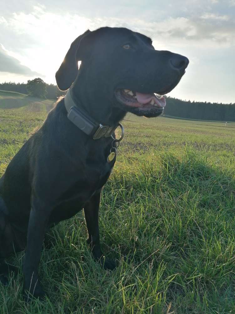 Hundetreffen-Gassirunde-Profilbild