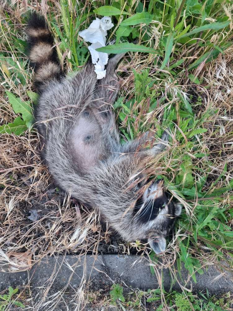 Giftköder-Toter Waschbär!-Profilbild