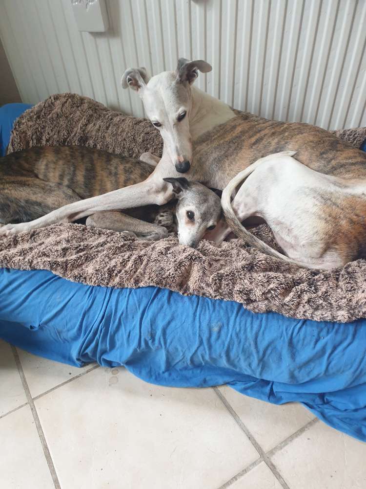 Hundetreffen-Windhundrudel sucht 4-beinige Mitläufer-Profilbild