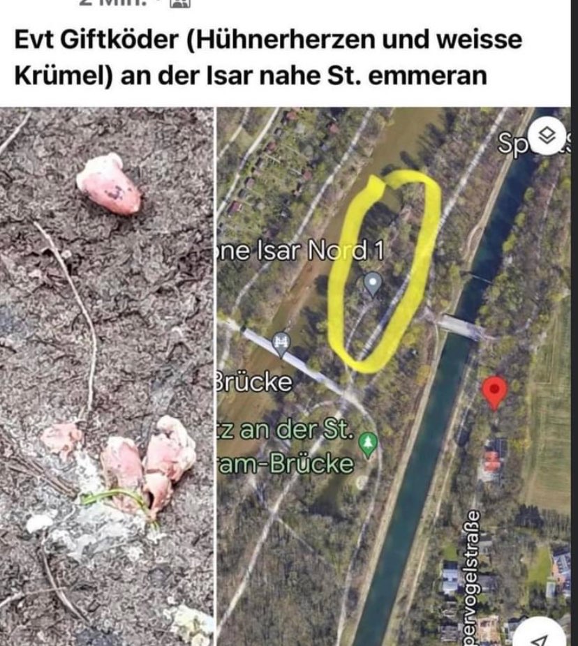 Giftköder-Hühnerherzen mit weißem Stücken-Profilbild