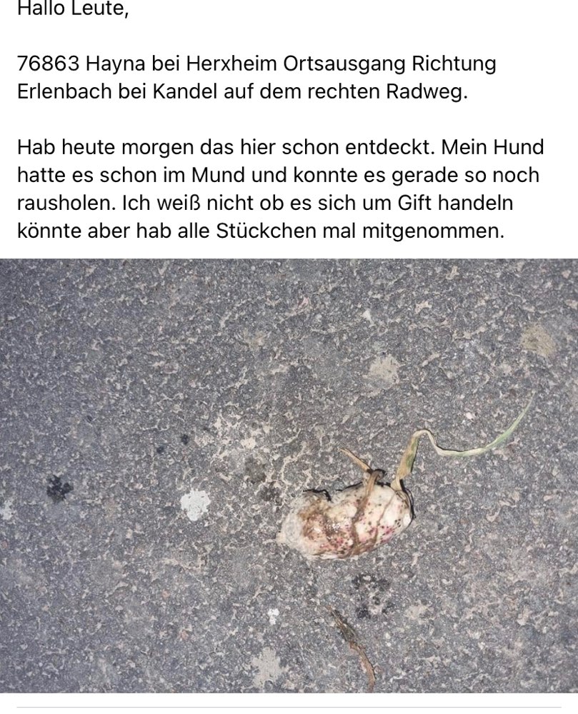 Giftköder-Eventuell Gift-Profilbild