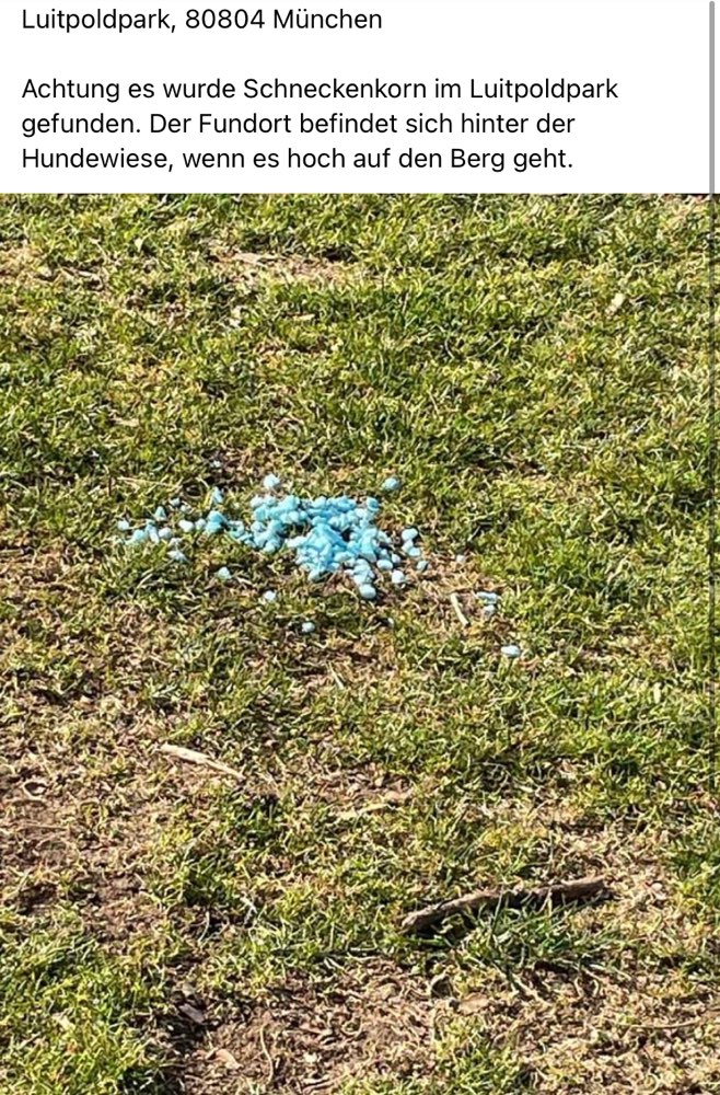 Giftköder-Schneckenhorn-Profilbild