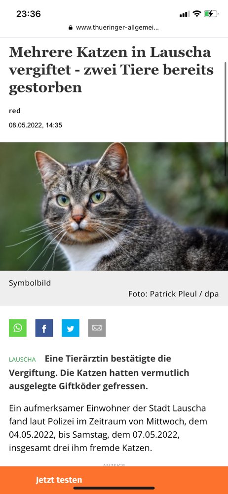 Giftköder-Katzen vergiftet-Profilbild