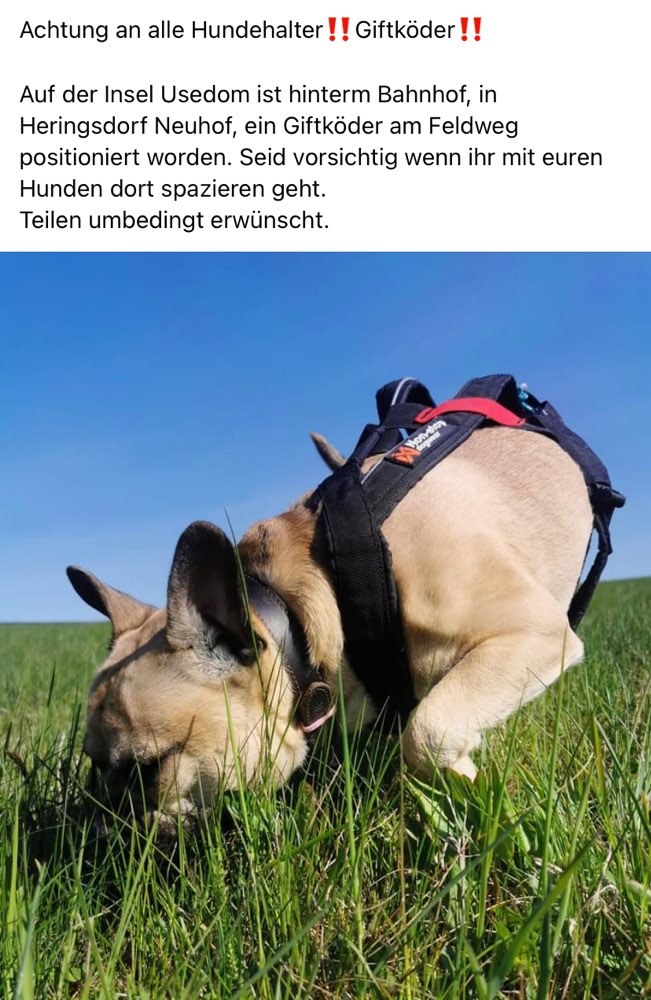 Giftköder-Giftköder-Profilbild