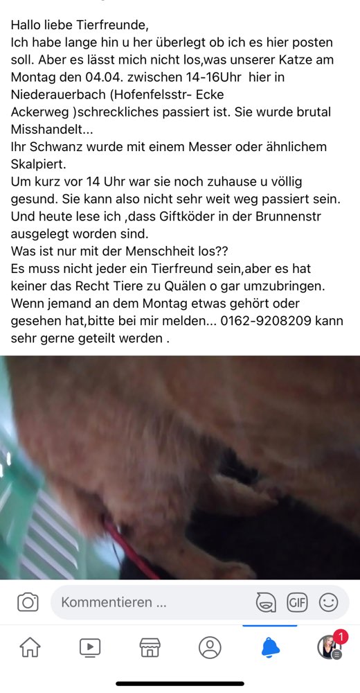 Giftköder-Katze misshandelt-Profilbild