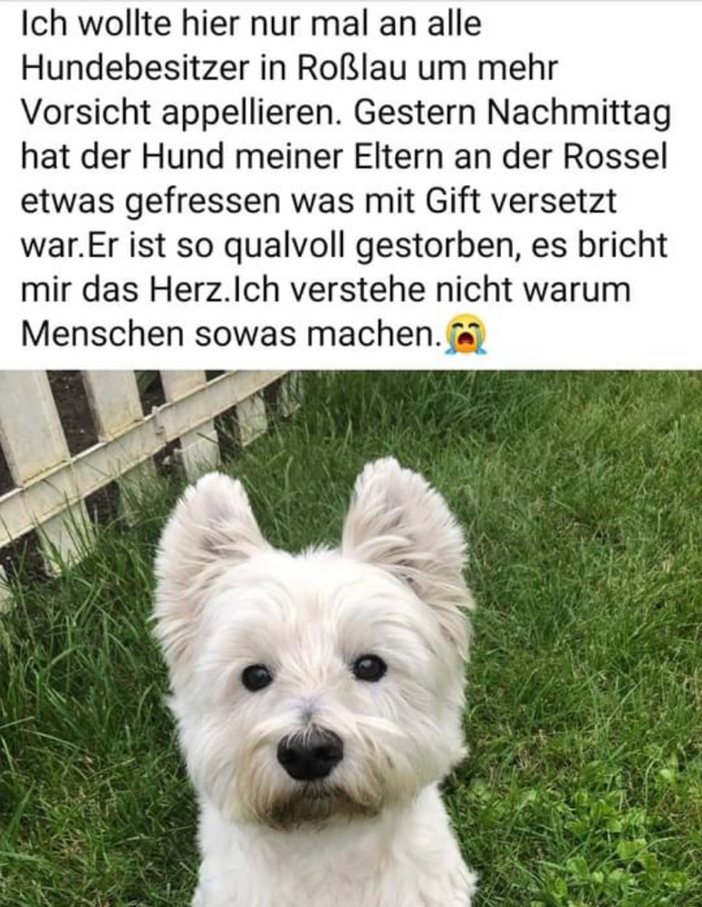 Giftköder-Giftköder gefunden-Profilbild