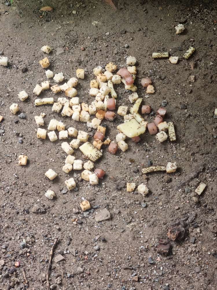 Giftköder-Mögliche Giftköder-Profilbild