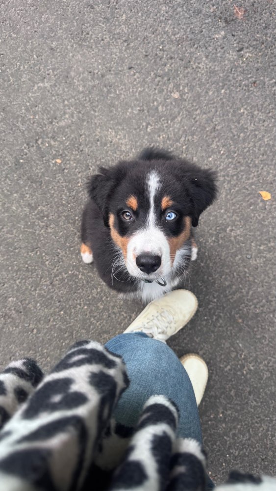 Hundetreffen-Spielrunde mit Bali Umkreis Edermünde/Kassel  🐶🎾-Profilbild