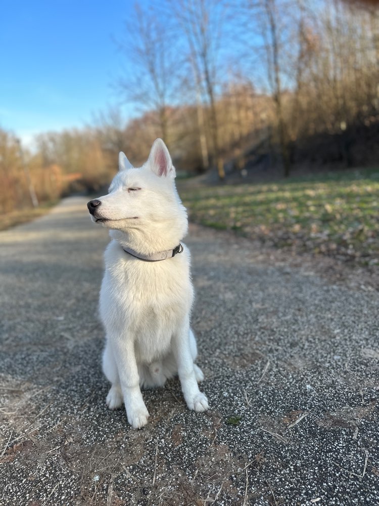 Hundetreffen-Treffen | Gassi | Training-Profilbild