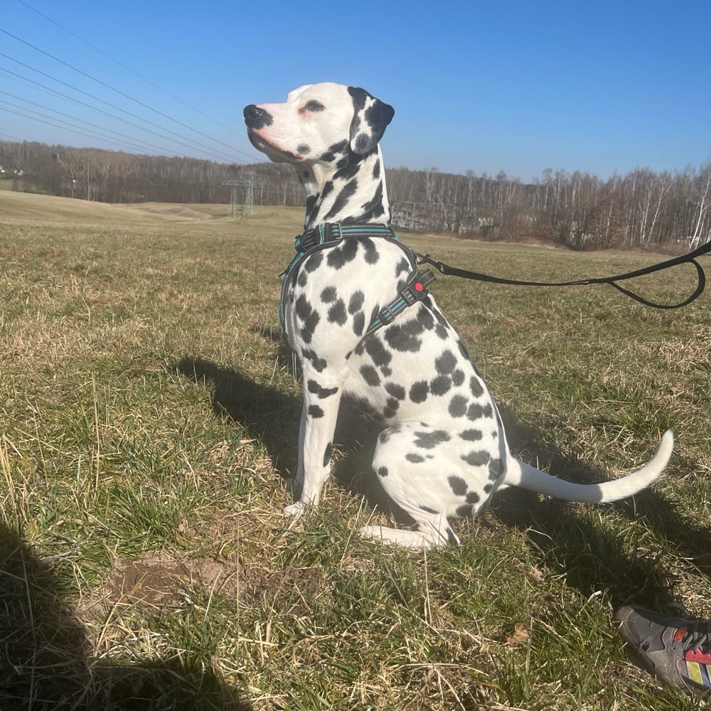 Hundetreffen-Gassirunde-Profilbild