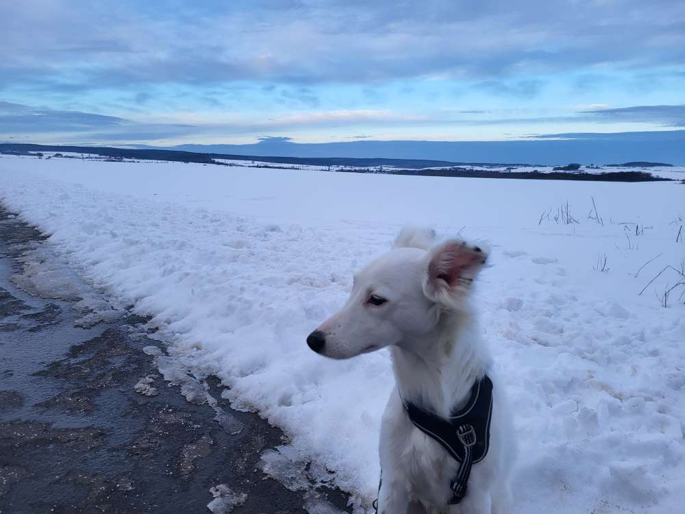 Hundetreffen-Suche treffen zum Spielen und Gassi gehen-Profilbild