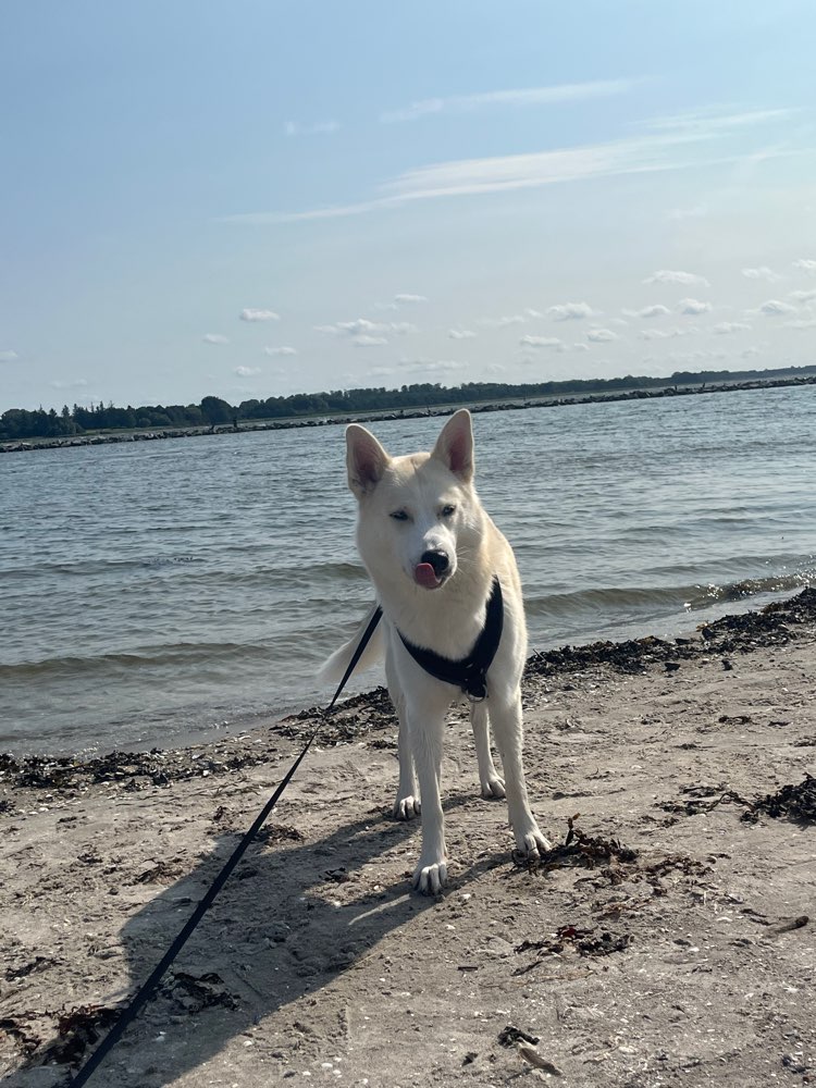 Hundetreffen-Suchen Spielgefährten für gemeinsame gassi Runden für Husky mix-Profilbild