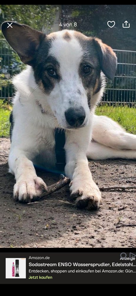 Hundetreffen-Nala sucht die ihr Zuhause für immer-Profilbild