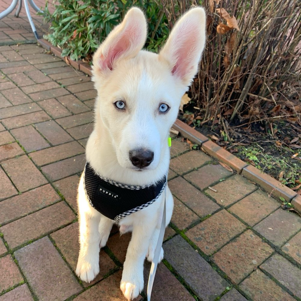 Hundetreffen-Welpen Junghunde treffen-Profilbild