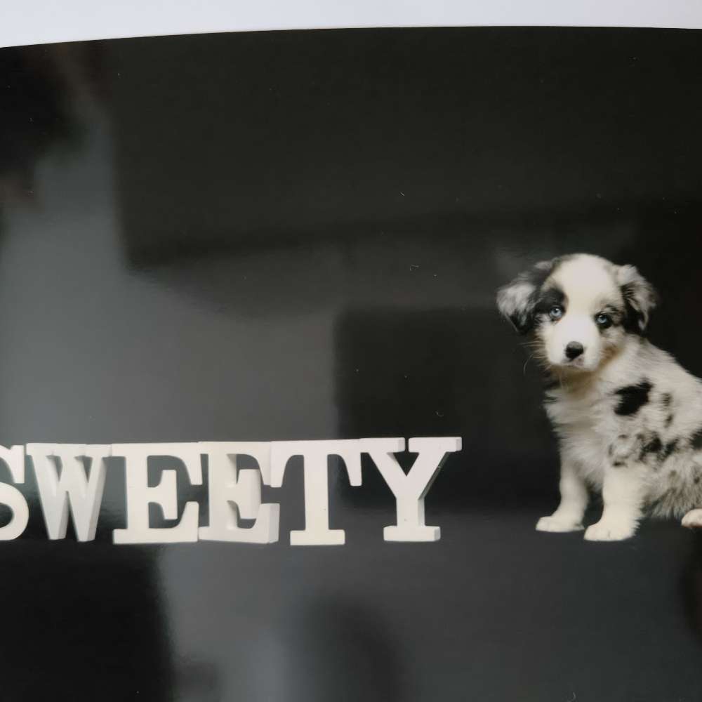 Hundetreffen-Welpen treffen zum spielen und Austausch-Profilbild