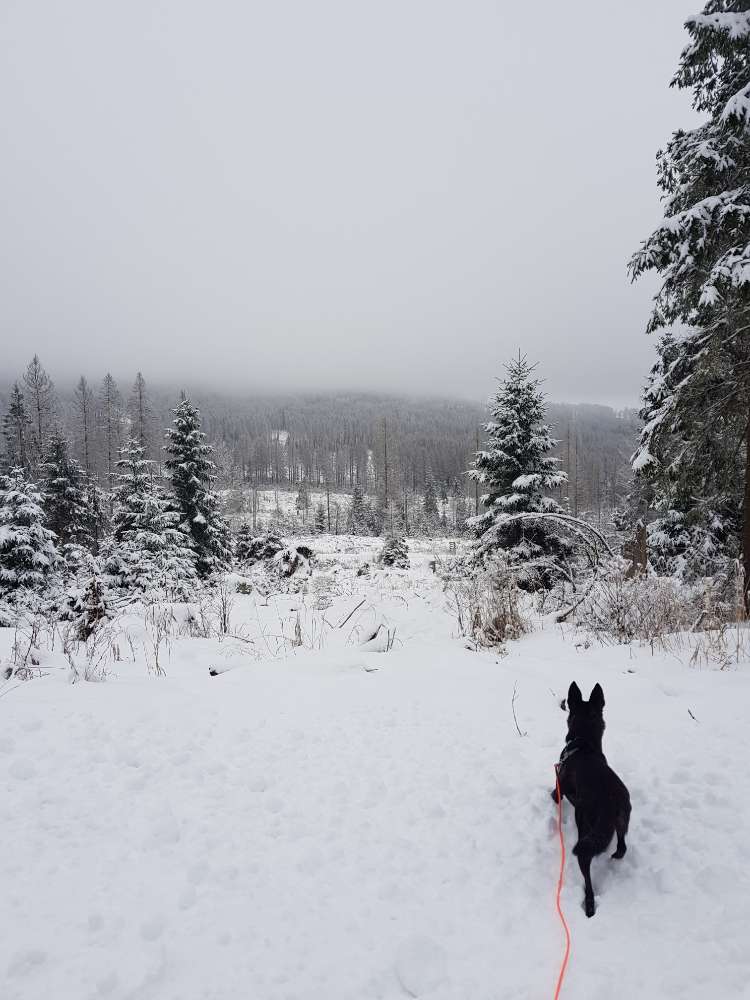 Hundetreffen-Wanderkumpels gesucht 😊🐶-Profilbild